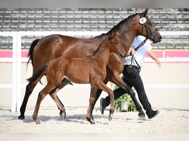 Trakehner Stallone Puledri (06/2026) Baio in Aub