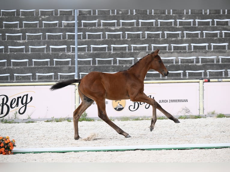 Trakehner Stallone Puledri (06/2026) Baio in Aub