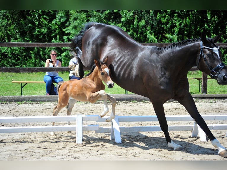 Trakehner Stallone  Baio in Bismark