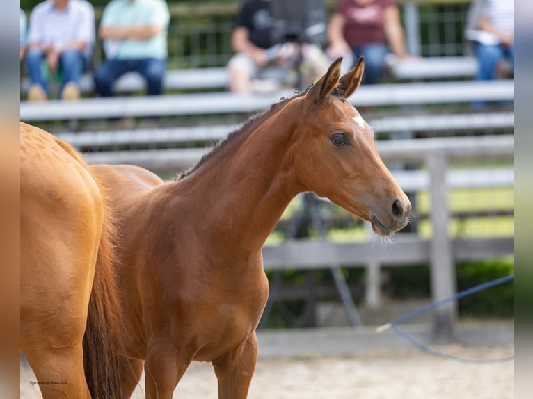 Trakehner Stallone Puledri (03/2026) Baio in Mockrehna