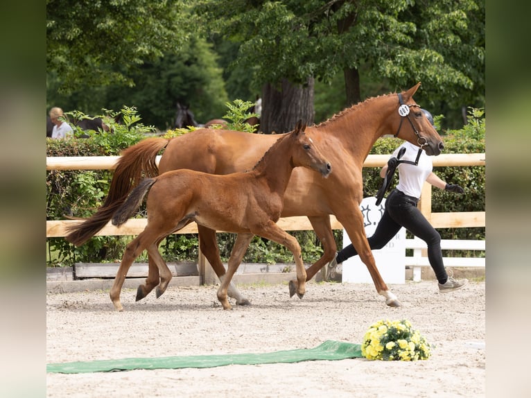 Trakehner Stallone Puledri (05/2026) Baio in Mockrehna