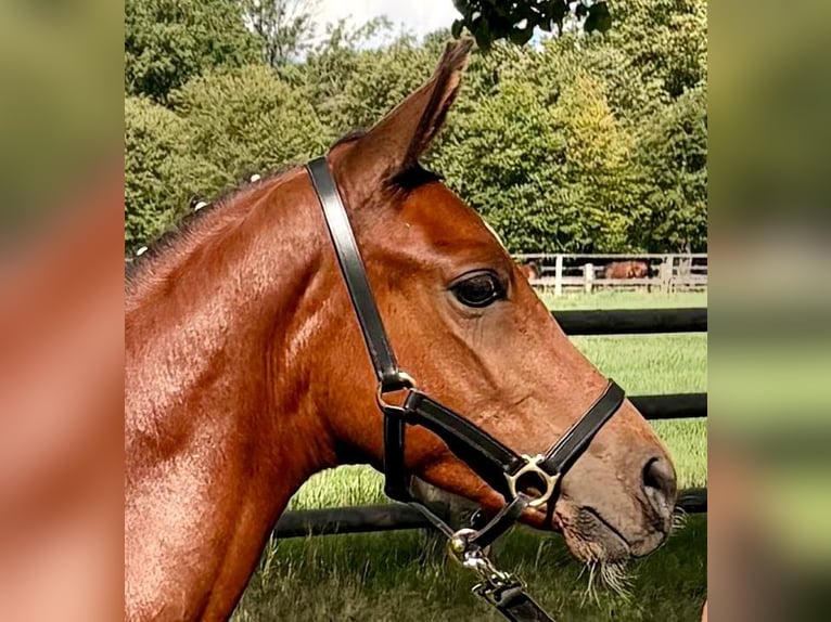 Trakehner Stallone Puledri (05/2026) Baio in Mockrehna