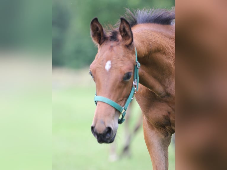 Trakehner Stallone Puledri (04/2026) Baio in Telgte