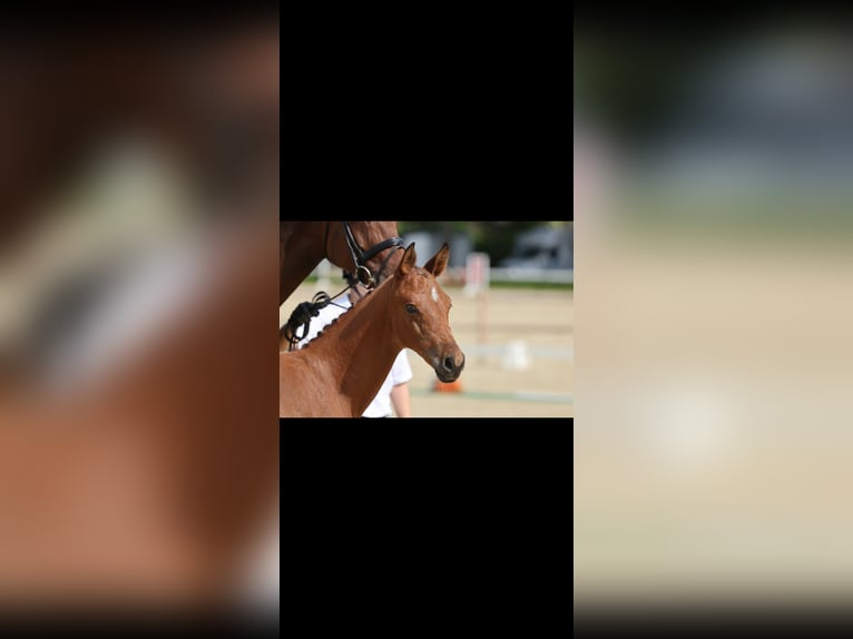 Trakehner Stallone Puledri (04/2026) Baio in Telgte
