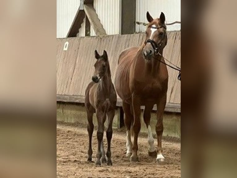 Trakehner Stallone Puledri (05/2026) Baio in Uslar