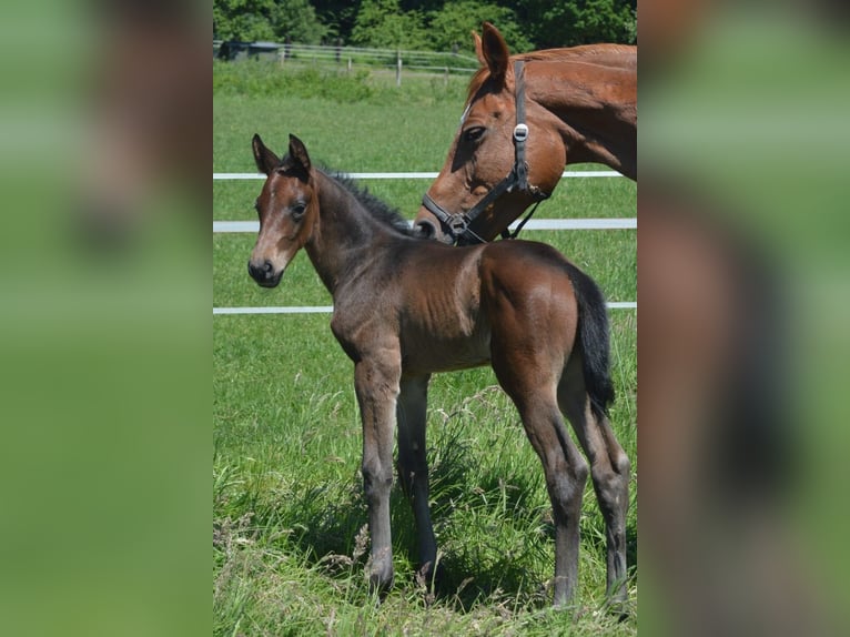 Trakehner Stallone Puledri (05/2026) Baio in Uslar