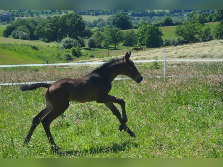 Trakehner Stallone Puledri (05/2026) Baio in Uslar