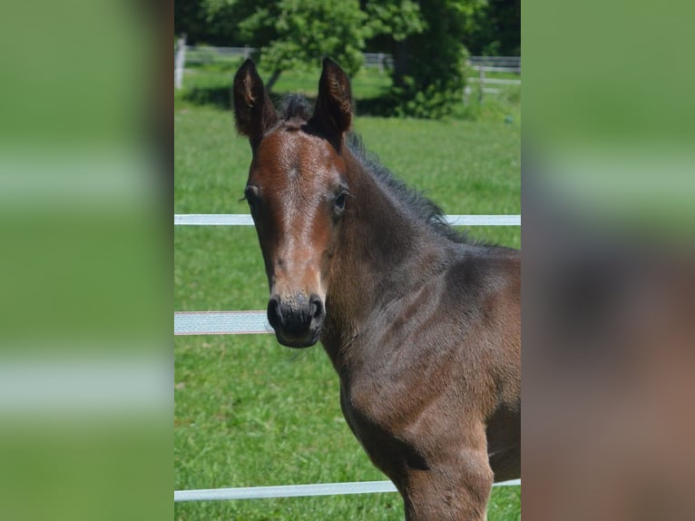 Trakehner Stallone Puledri (05/2026) Baio in Uslar