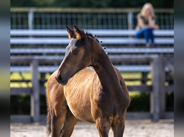 Trakehner Stallone Puledri (05/2026) Baio in Markranstädt