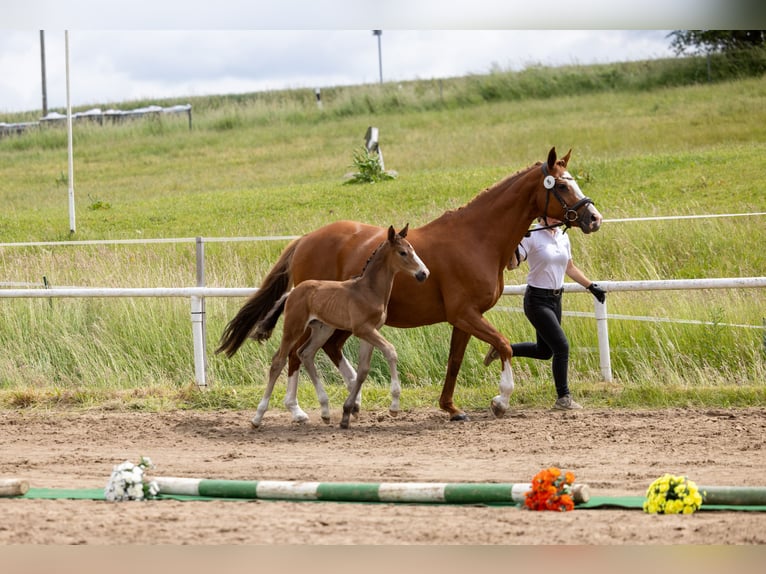 Trakehner Stallone Puledri (05/2026) Baio in Peenemünde