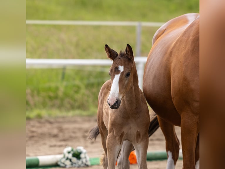 Trakehner Stallone Puledri (05/2026) Baio in Peenemünde