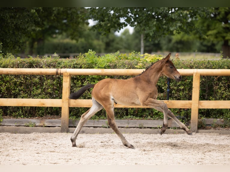Trakehner Stallone Puledri (04/2026) Baio in Striegistal