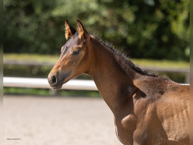 Trakehner Stallone Puledri (04/2026) Baio in Striegistal