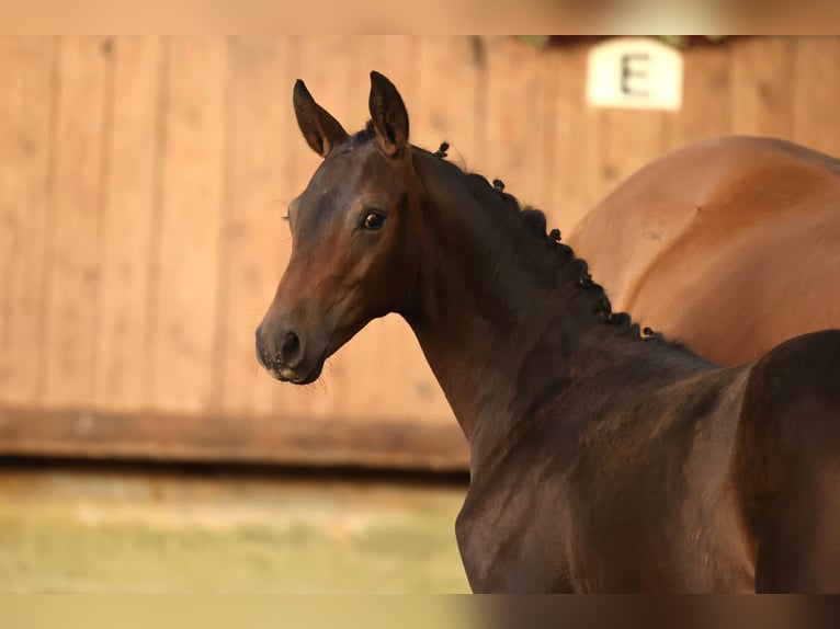 Trakehner Stallone Puledri (05/2026) Baio in Uslar