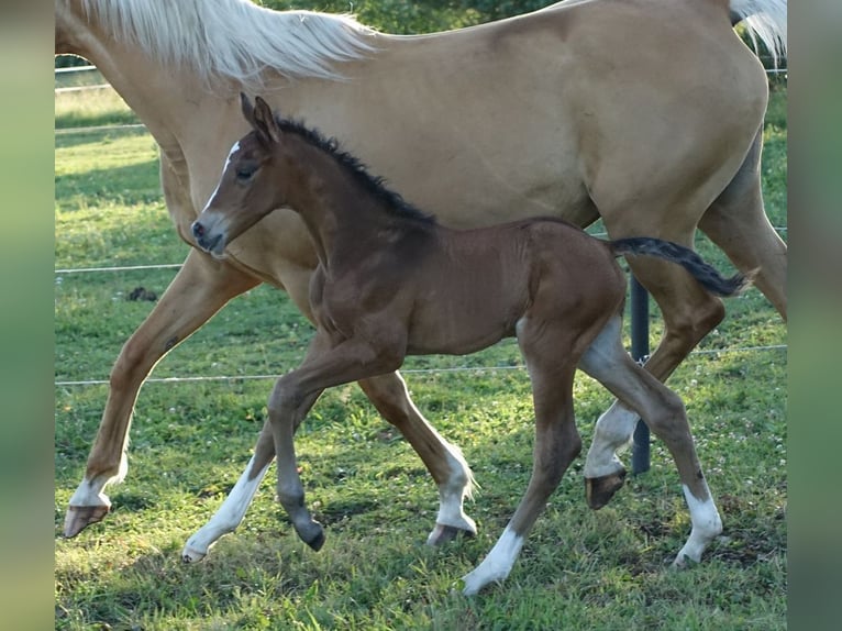 Trakehner Stallone Puledri (06/2024) Baio in Ruila