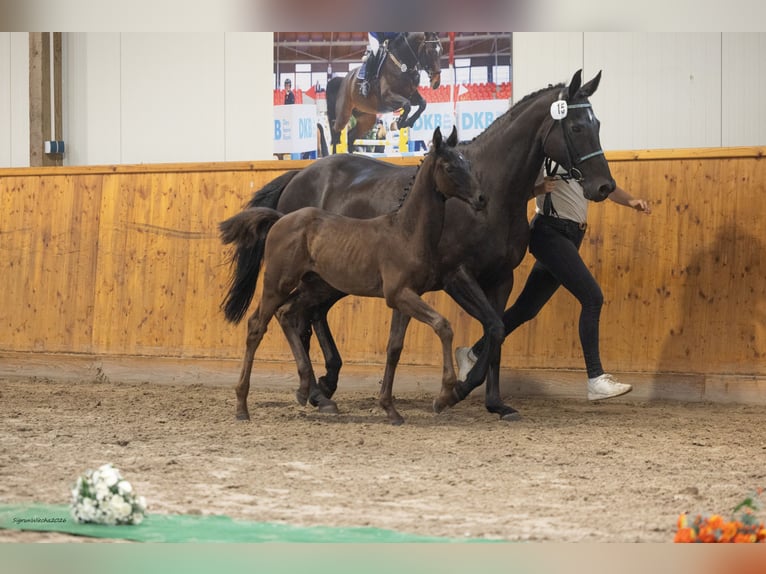Trakehner Stallone Puledri (05/2026) Baio nero in Mölln