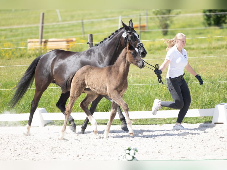 Trakehner Stallone Puledri (03/2026) Baio nero in Nüsttal