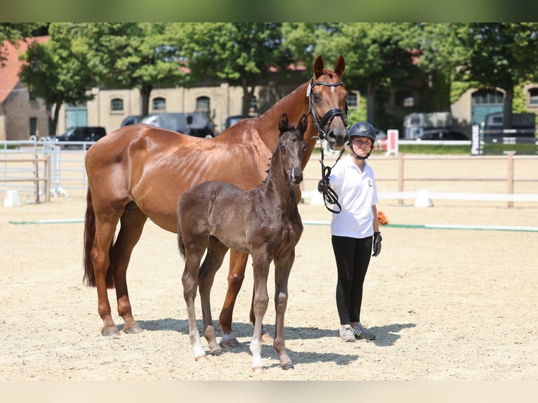 Trakehner Stallone Puledri (01/2026) Baio nero in Nordhorn