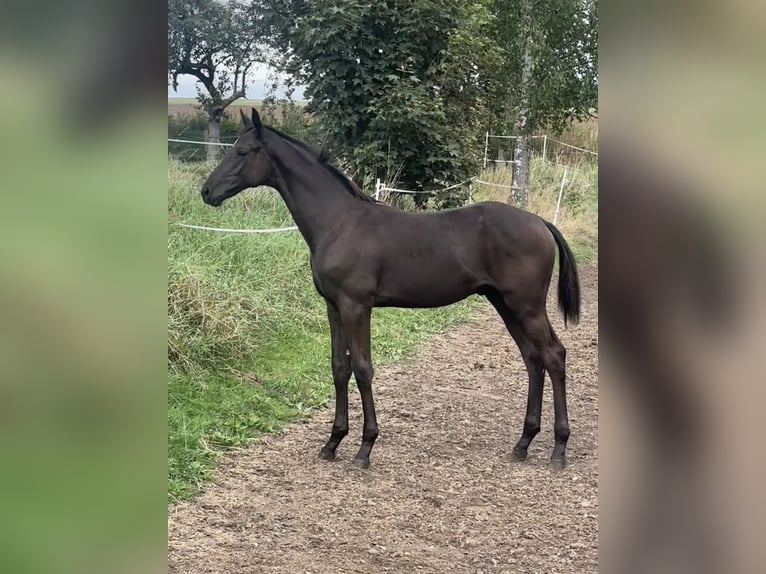 Trakehner Stallone Puledri (04/2026) Baio nero in Liebenau