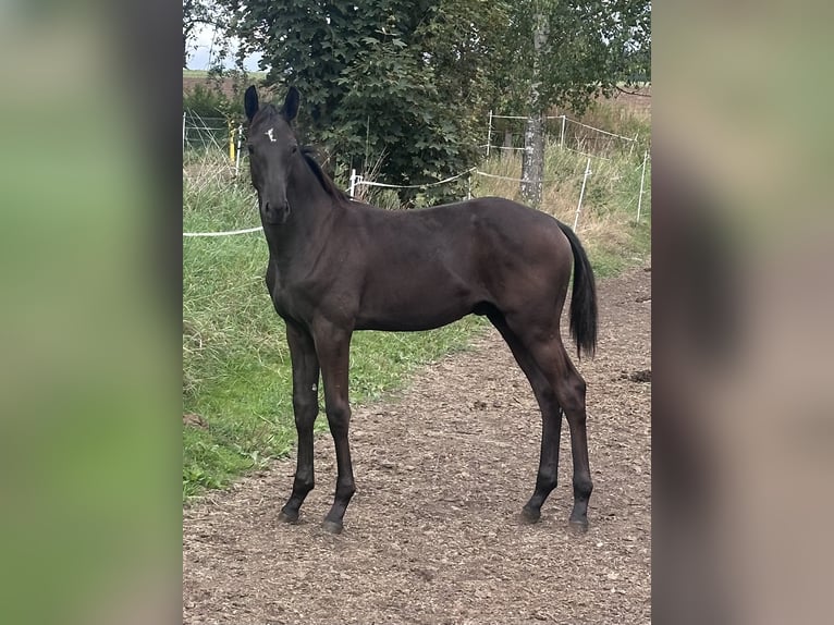 Trakehner Stallone Puledri (04/2026) Baio nero in Liebenau
