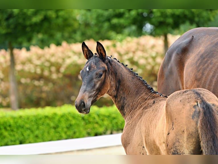 Trakehner Stallone Puledri (05/2026) Baio nero in Stadland