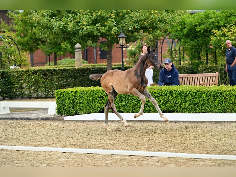 Trakehner Stallone Puledri (05/2026) Baio nero in Stadland