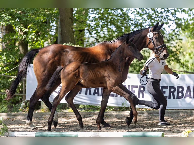 Trakehner Stallone Puledri (06/2026) Baio nero in VS Huizen