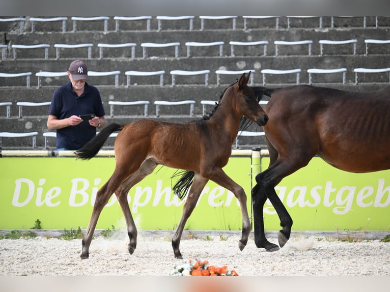 Trakehner Stallone Puledri (06/2026) Baio scuro in Weissach im Tal
