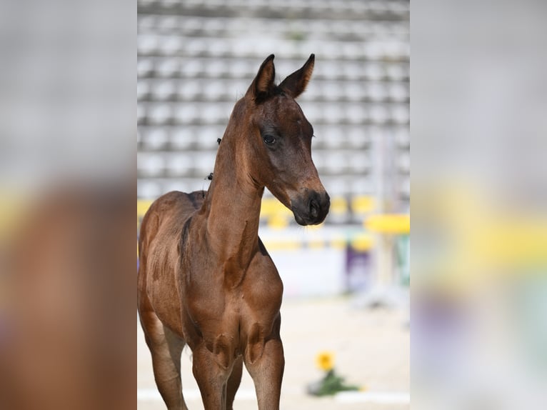 Trakehner Stallone Puledri (06/2026) Baio scuro in Weissach im Tal