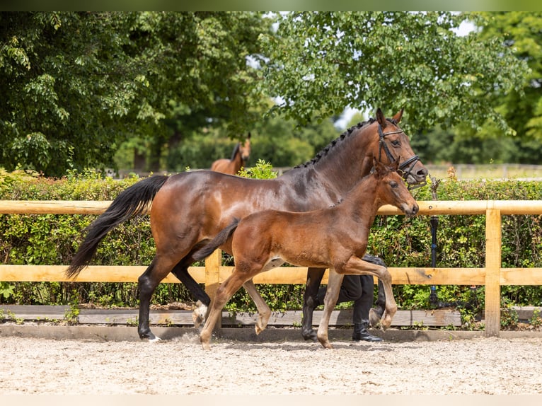 Trakehner Stallone Puledri (04/2026) Baio scuro in Graditz