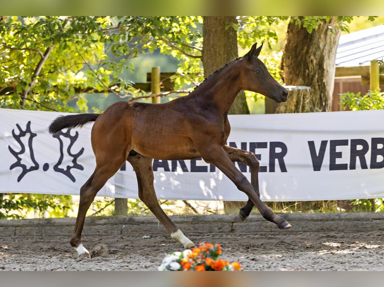 Trakehner Stallone Puledri (05/2026) Baio scuro in Wesel