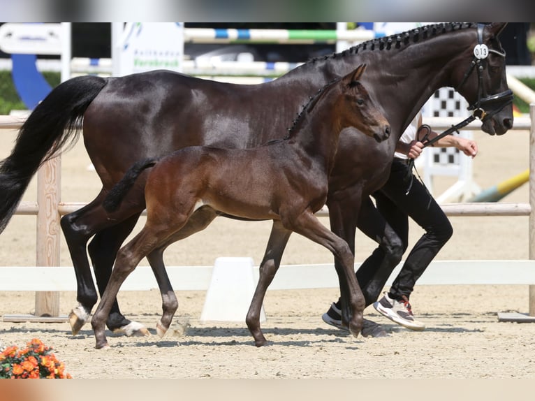 Trakehner Stallone Puledri (05/2026)  in Xanten
