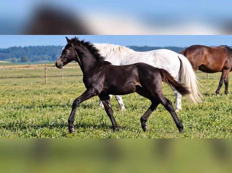 Trakehner Stallone Puledri (05/2026) Grigio in Bad Schussenried