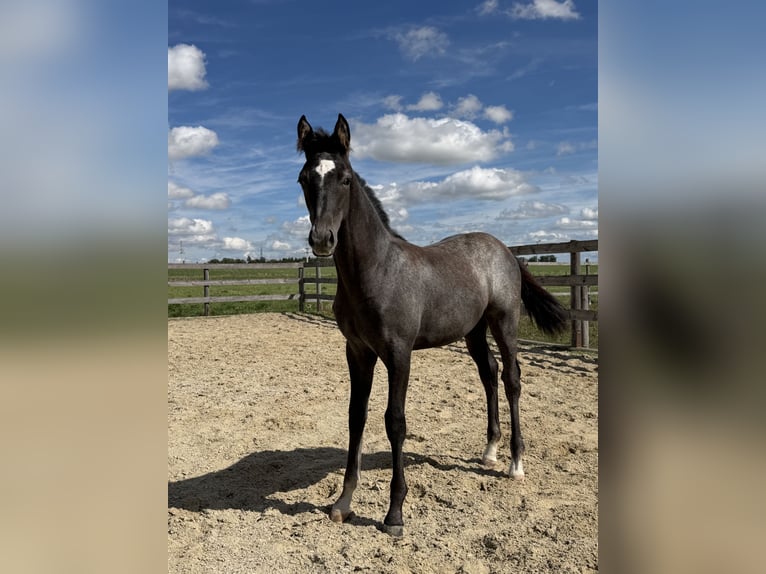 Trakehner Stallone Puledri (05/2026) Grigio in St.Peter/Hart