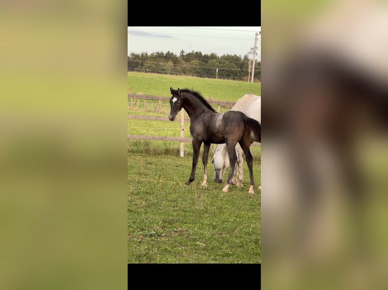 Trakehner Stallone Puledri (05/2026) Grigio in St.Peter/Hart