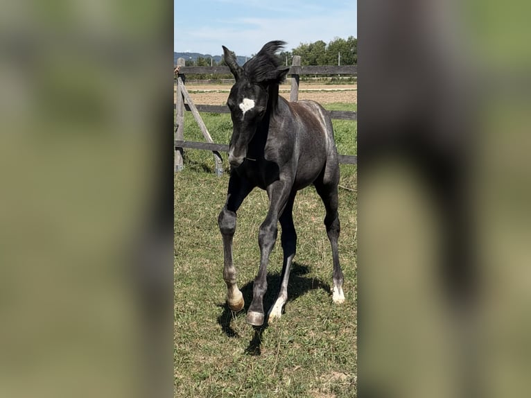 Trakehner Stallone Puledri (05/2026) Grigio in St.Peter/Hart
