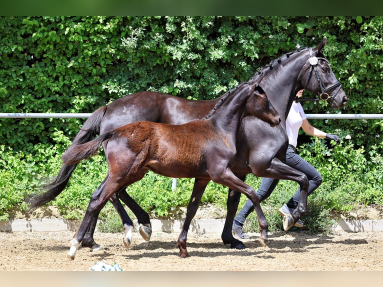 Trakehner Stallone Puledri (01/2026) Morello in Garmisch-Partenkirchen