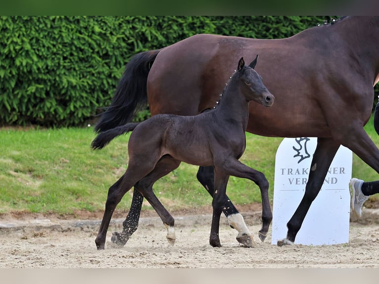 Trakehner Stallone Puledri (05/2026) Morello in Steinau an der Straße