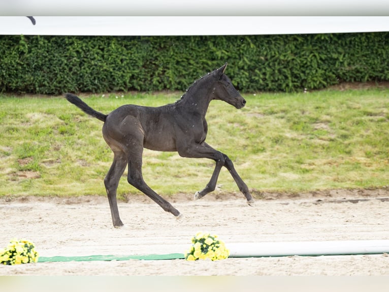 Trakehner Stallone Puledri (05/2026) Morello in Steinau an der Straße