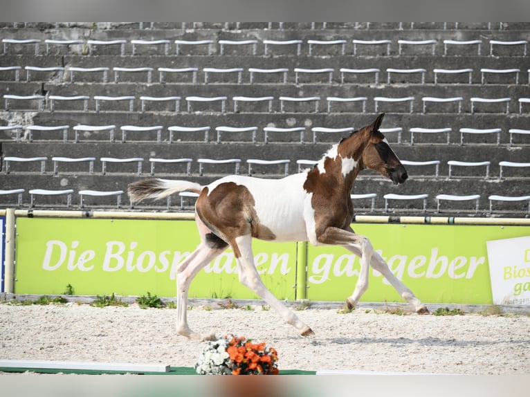Trakehner Stallone Puledri (05/2026) Pezzato in Sulz am Neckar