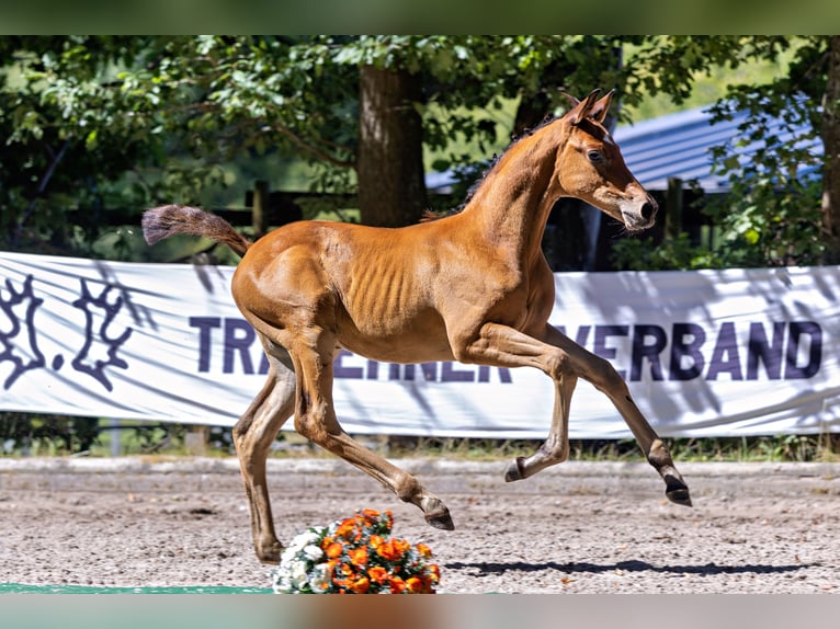 Trakehner Stallone Puledri (06/2026) Può diventare grigio in Jülich