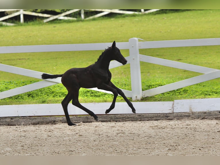 Trakehner Stallone Puledri (06/2025) Può diventare grigio in Behrensdorf
