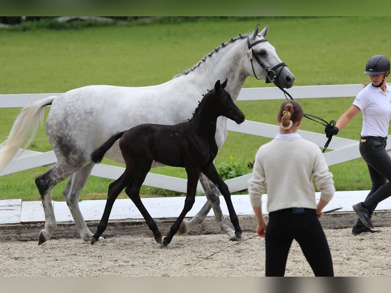 Trakehner Stallone Puledri (06/2025) Può diventare grigio in Behrensdorf