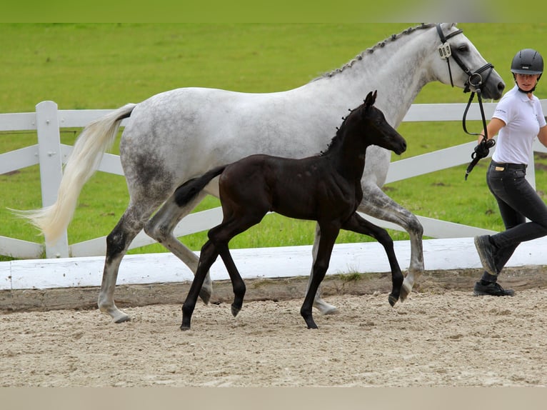 Trakehner Stallone Puledri (06/2025) Può diventare grigio in Behrensdorf