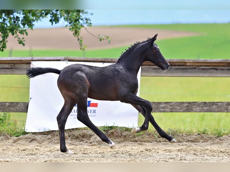Trakehner Stallone Puledri (05/2026) Può diventare grigio in St.Peter am Hart