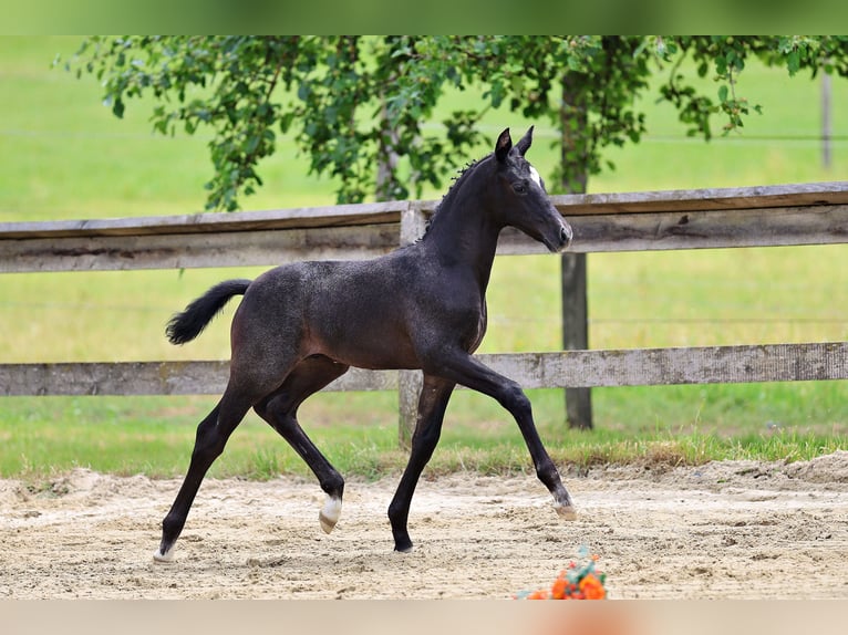 Trakehner Stallone Puledri (05/2026) Può diventare grigio in St.Peter am Hart