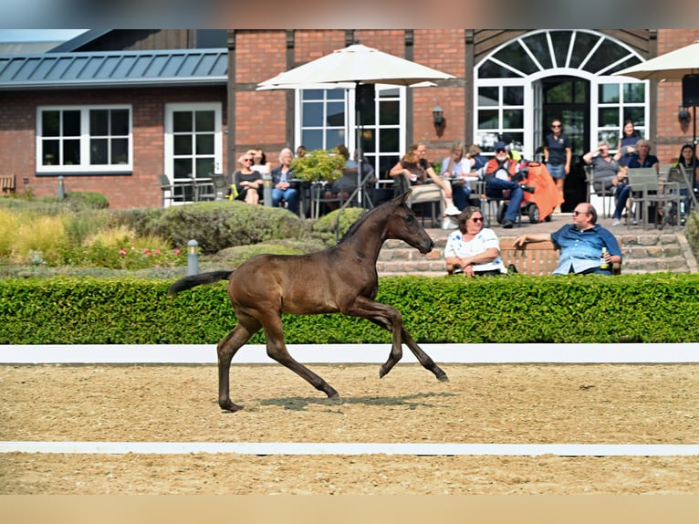 Trakehner Stallone Puledri (06/2026) Può diventare grigio in Stadland