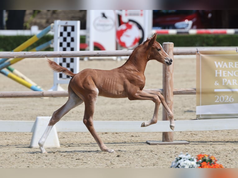 Trakehner Stallone Puledri (06/2026) Sauro in Minden