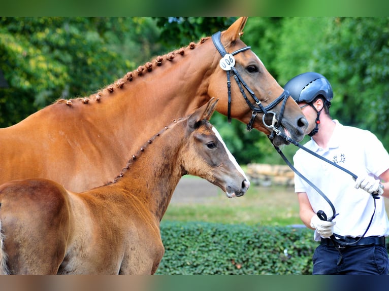 Trakehner Stallone Puledri (05/2025) Sauro in Kneitlingen
