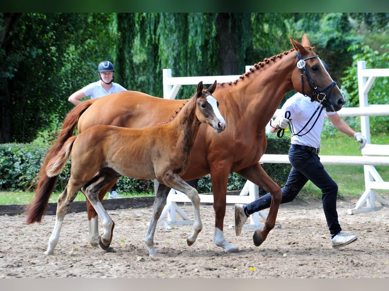 Trakehner Stallone Puledri (05/2025) Sauro in Kneitlingen